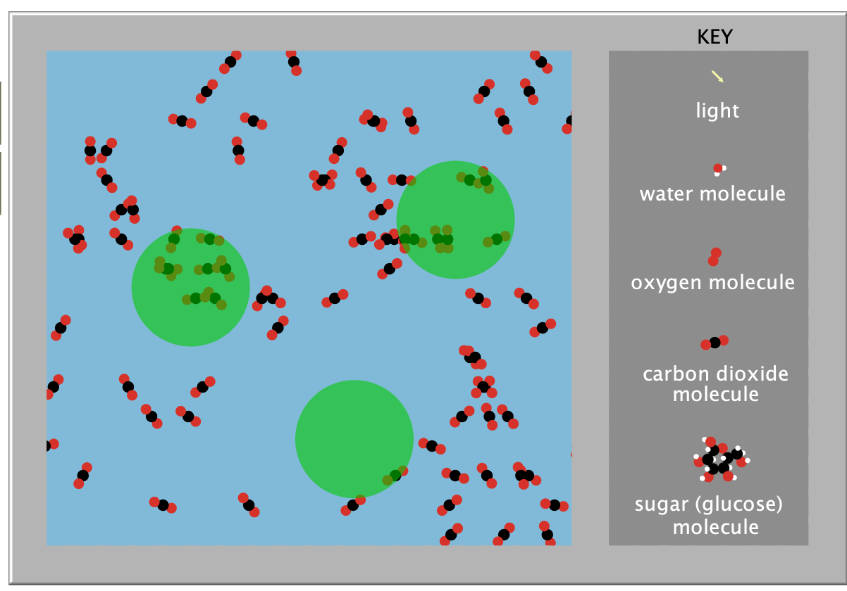 Chloroplasts and Food in Plants preview image