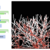 Mycelium growth preview image