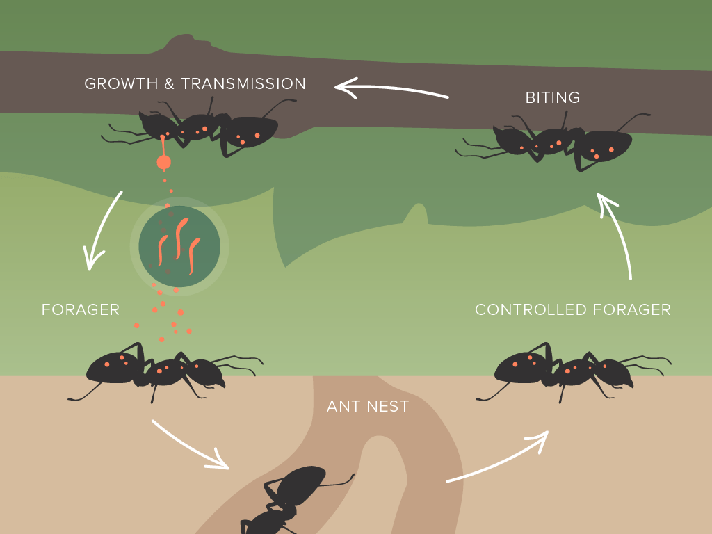 ophiocordyceps unilateralis life cycle