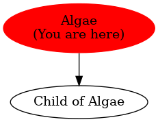 Graph of models related to 'Algae' 